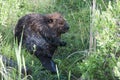 Beaver stock photos. Close-up profile view displaying brown fur, head, eyes, ears, nose, mouth, paws, tail and wet fur, foreground