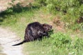 Beaver stock photos. Beaver close-up profile view displaying brown fur, head, eyes, ears, nose, mouth, paws, tail and wet fur,