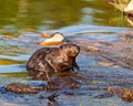 Beaver Photo and Image. Close-up side view building a beaver dam in a water stream flow enjoying its environment Royalty Free Stock Photo