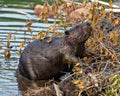 Beaver Photo and Image. Close-up side view, building a beaver dam and lodge in its habitat surrounding and environment, displaying Royalty Free Stock Photo