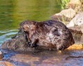 Beaver Photo and Image. Close-up side view, building a beaver dam for protection, carrying mud with its mouth and fore-paws in Royalty Free Stock Photo