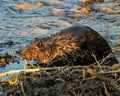 Beaver Photo and Image. Close-up side view building a beaver dam in a water stream flow enjoying its environment Royalty Free Stock Photo