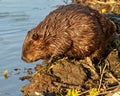 Beaver Photo and Image. Close-up side view building a beaver dam in a water stream flow enjoying its environment and habitat Royalty Free Stock Photo