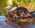 Beaver Photo and Image. Close-up side view building a beaver dam in a water stream flow enjoying its environment Royalty Free Stock Photo