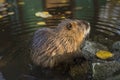 Beaver Close Up