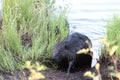 Beaver Stock Photos. Beaver couple by the water. Image. Picture. Portrait. Background of foliage and water