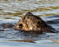 Beaver Photo Stock. Beaver couple in the water grooming each other and displaying brown fur, head, ears, nose, eyes, whiskers in
