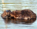 Beaver Stock Photos. Beaver couple. Beaver wild animal. North American beavers. Beaver fur trade economy