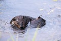 Beaver Stock Photos. Beaver couple. Fur coat. Beaver wild animal. Image. Picture. Portrait