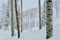 Beaver Creek Birches: Christmas Time Serenity Scene at the Ski Resort