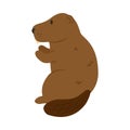 beaver cute illustration