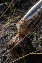 Beaver cutting down a tree Royalty Free Stock Photo