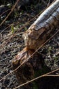 Beaver cutting down a tree