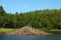 Beaver Dam Royalty Free Stock Photo