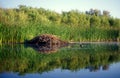 Beaver Dam Reflection Lake Marsh Royalty Free Stock Photo