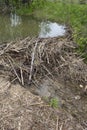 Beaver Dam Royalty Free Stock Photo