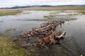 Beaver Dam Analogs on a Valley Stream Royalty Free Stock Photo