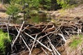 Beaver dam Royalty Free Stock Photo