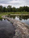 Beaver Dam in the Grand Tetons