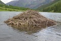 Beaver dam in a lake in the mountains Royalty Free Stock Photo