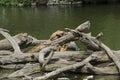 Beaver dam with Monkeys on wood. Royalty Free Stock Photo