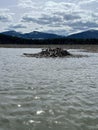 Beaver Dam in a Mountain Lake Royalty Free Stock Photo