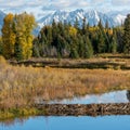 Beaver Dam near Schwabachers Landing Royalty Free Stock Photo