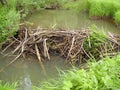 Beaver dam on a nice summer day. Midsummer, bright greens of the coastal vegetation