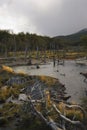 Beaver dam in a river with beautiful coloration of the grass during golden hour