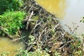 Beaver dam on river Royalty Free Stock Photo