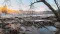 Beaver dam on a riverbed. River beaver Castor fiber - beaver family Castoridae. A sturdy structure in a river, a flooded forest. D