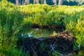 Beaver Dam in the Sawtooth National Recreation Area, Idaho Royalty Free Stock Photo