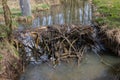 Beaver dam in a small Creek Royalty Free Stock Photo