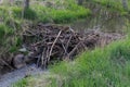 Beaver dam at a small creek Royalty Free Stock Photo
