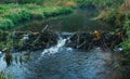 Beaver dam on small river Royalty Free Stock Photo