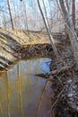 beaver dam in small stream Kumla Sweden Royalty Free Stock Photo