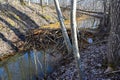 beaver dam in small stream Kumla Sweden Royalty Free Stock Photo