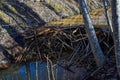 beaver dam in small stream Kumla Sweden Royalty Free Stock Photo