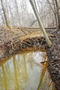 beaver dam in small stream Sweden february 27 2023 Royalty Free Stock Photo