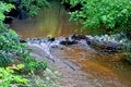 Beaver Dam In Small Stream Royalty Free Stock Photo