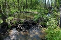 Beaver dam on a stream Royalty Free Stock Photo