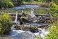 Beaver dam pond on natural water stream Royalty Free Stock Photo