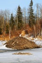 Beaver dam in winter Royalty Free Stock Photo
