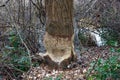 Beaver damaged trees