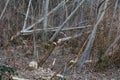 Beaver damaged trees