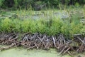 Beaver dams in northern Minnesota