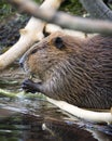 Beaver Dining in the Tetons