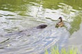 Beaver and duck in river