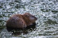 Beaver Eating