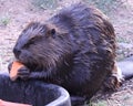 Beaver eating